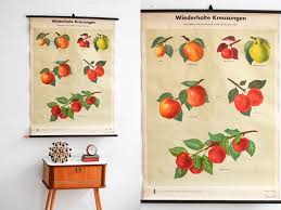 5 Top Online Shops For Vintage Pull Down Charts Flea