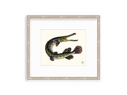 No fine print and no credit required. Gar Fish 8x10 Giclee Print Of A Watercolor Etsy