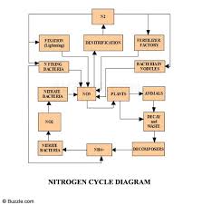 Understanding Nitrogen Cycle With A Diagram