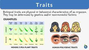 traits definition and exles
