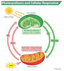 Photosynthesis Vs Cellular Respiration