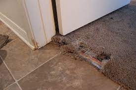 pet damage new mexico carpet repair
