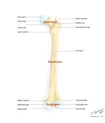 A labeled long bone, long bone labeled diagram, long bone labelling quiz, long bone structure long bone, compact bone and spongy bone. Labelled Image Of Femur Long Bone Of The Thigh Showing Epiphyses Diaphysis Forea Capitis Femoral Head Femoral Axial Skeleton Skeleton Parts Body Anatomy