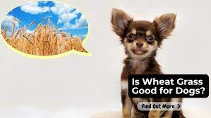 is wheat gr good for dogs