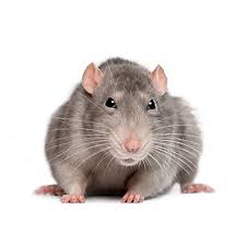 The diy option requires you to purchase and correctly use rat control products. How To Get Rid Of Rats Rat Removal Havahart