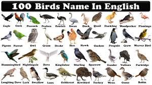 birds voary 100 birds name in
