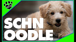 Schnoodle Fun Facts And Crate Size Pet Crates Direct