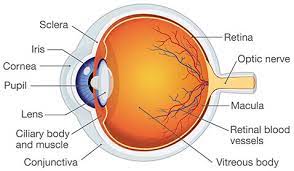 eye doctor manchester eye anatomy