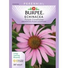 Find premium perennial flower seeds and plants online at park seed! Burpee Purple Coneflower Echinacea Seed 46938 The Home Depot Echinacea Long Blooming Perennials Seeds