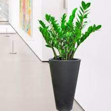 money tree bamboo potted plants for