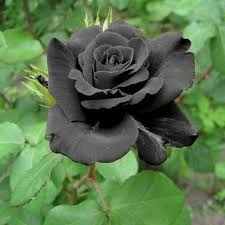 black roses are almost extinct peakd