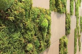 How To Make A Living Moss Wall For Your