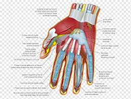 The human musculoskeletal system (also known as the human locomotor system, and previously the activity system1) is an organ system that gives the musculoskeletal system provides form, support, stability, and movement to the body. Wrist Hand Carpal Bones Human Body Finger Hand Hand Anatomy Wrist Png Pngwing