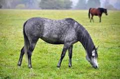 what-makes-a-good-horse-pasture