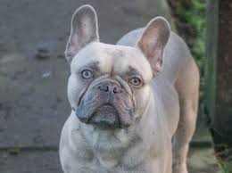 We are excited to announce the arrival of our lilac fawn and lilac french bulldog litter born september 5th, 2020. Proven Lilac Fawn French Bulldog For Stud In Oswestry Croeswallt On Freeads Classifieds French Bulldogs Classifieds