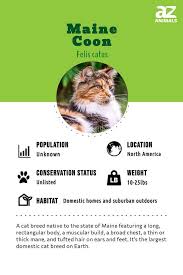 maine cat breed complete guide