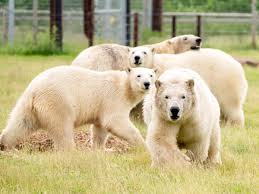 Yorkshire park becomes second largest polar bear centre in the world |  Evening Standard