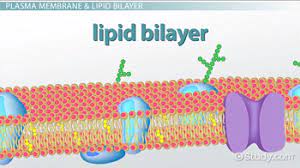 phospholipid bilayer definition