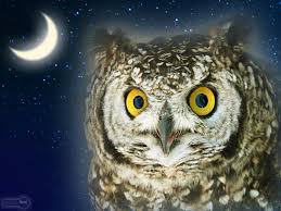 See more ideas about owl wallpaper, owl, cute owl. Best 51 Owl Backgrounds On Hipwallpaper Owl Wallpapers Beautiful Cute Owl Wallpaper And Pretty Owl Wallpaper