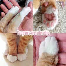 trim your cats nails