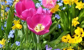 La più conosciuta è la maculatura fogliare. Bulbi Da Fiore Primaverili Giardinaggio Di Fiori Con Bulbi Primaverili Giardini Di Sanne