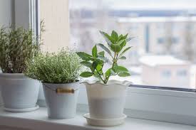 how to keep plants alive in the winter