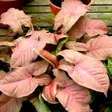 Pink Syngonium Plant Image