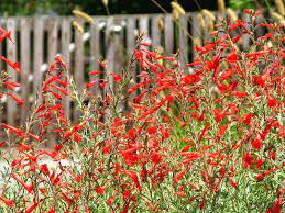 9 Best Native Plants For California