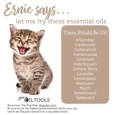 However, if you use lavender essential oils, they aren't safe for cats. Essential Oils For Cats Your Oil Tools