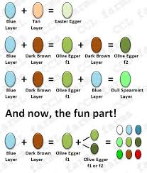 Egg Color Genetics Chart Chickens Backyard Best Egg