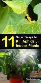 kill aphids on indoor plants