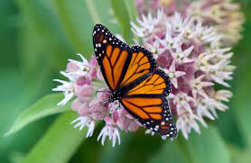7 flowers that attract monarch erflies