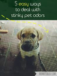 5 ways to fight pet odors in your home