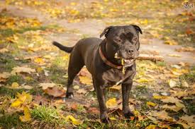Hi, i am advertising my staffordshire bullterrier puppies for sale. Staffordshire Bull Terriers And Eye Disorders Pets4homes