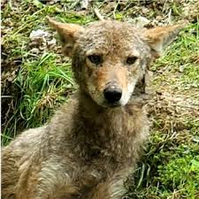 police respond to coyote complaint on