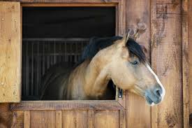 Stall Flooring For Home Horses