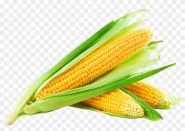 Alibaba.com offers 11256 baby corn products. Corn Png Image Sweet Corn Clipart 538963 Pikpng