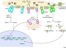The job of the mrna is to carry the gene's message from the dna out of the nucleus to a ribosome for production of the particular protein that this gene. Regulation Of Mrna Translation By Protein Folding In The Endoplasmic Reticulum Trends In Biochemical Sciences