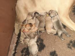 Bullmastiff puppies for sale in michigan, usa, page 1 (10 per page) puppyfinder.com is your source for finding an ideal bullmastiff puppy for sale in michigan, usa area. Beautiful Chunky Bullmastiff Puppies For Sale Petskona Com