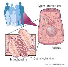 All of these body parts can be divided up into smaller parts which have their own names. Mitochondrial Diseases Causes Symptoms Diagnosis Treatment