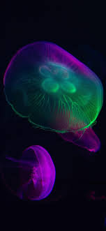 iPhone-wallpapers-jellyfish-purple ...