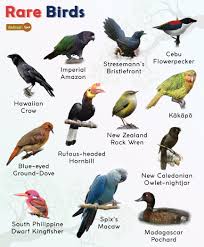 list of 12 of the rarest birds facts
