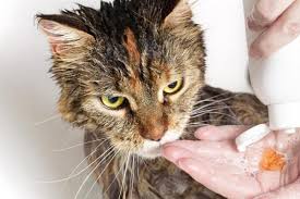 You might have to slowly get him use to water before you actually bathe him. Can You Use Dog Shampoo On A Cat Bathing And Grooming