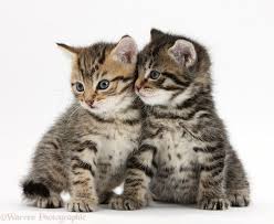 Download in under 30 seconds. Cute Tabby Kittens 6 Weeks Old Photo Wp35597