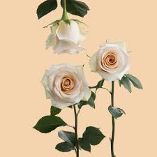 queen of pearl rose sami sacha flowers