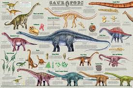 Sauropods Worlds Largest Animals