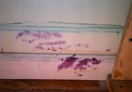 Purple Mold
