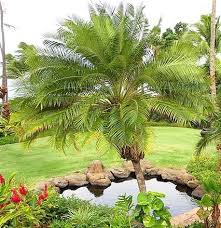 Landscaping With Palm Trees Top
