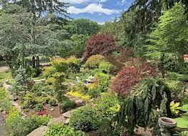 Dwarf Conifers Blog Enchanted Gardens
