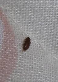 small brown beetle